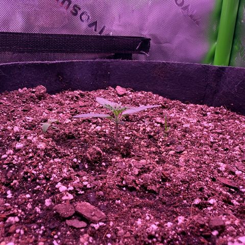 Yuzu ephoria growlog photo: Starting veg today 