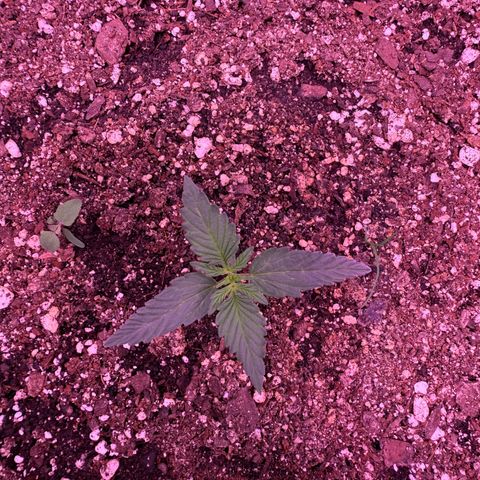 Yuzu ephoria growlog photo: Starting veg today 