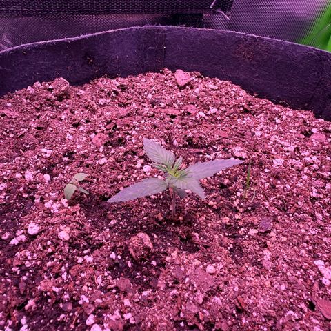 Yuzu ephoria growlog photo: Starting veg today 