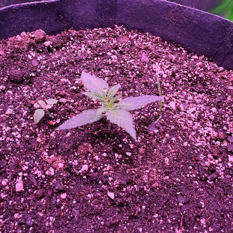 Yuzu ephoria growlog timeline photo