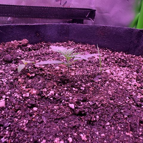 Yuzu ephoria growlog timeline photo