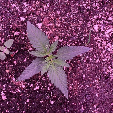 Yuzu ephoria growlog timeline photo