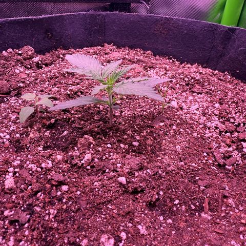 Yuzu ephoria growlog photo: Just water and my super soil mix
