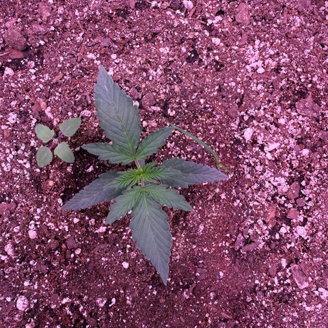 Yuzu ephoria growlog photo: Just water and my super soil mix