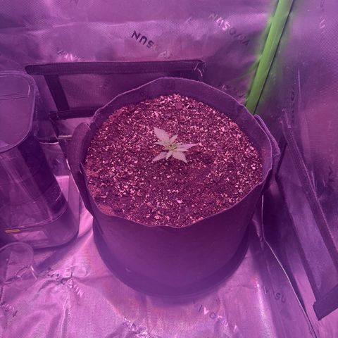 Yuzu ephoria growlog photo: Just water and my super soil mix