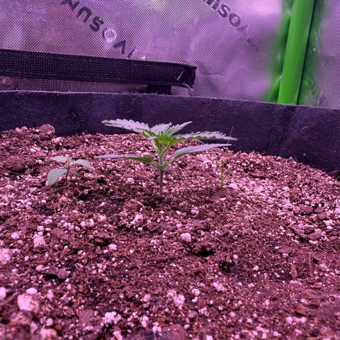 Yuzu ephoria growlog photo: Just water and my super soil mix