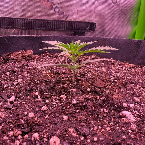 Yuzu ephoria growlog timeline photo