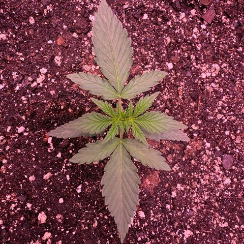 Yuzu ephoria growlog timeline photo