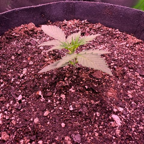 Yuzu ephoria growlog timeline photo