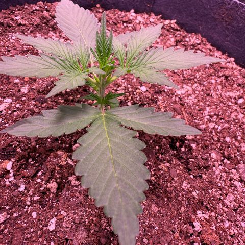 Yuzu ephoria growlog timeline photo