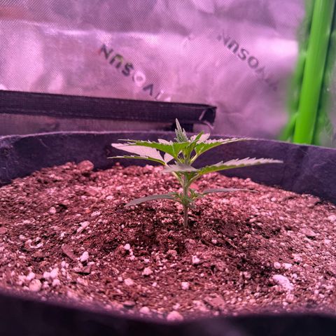 Yuzu ephoria growlog timeline photo