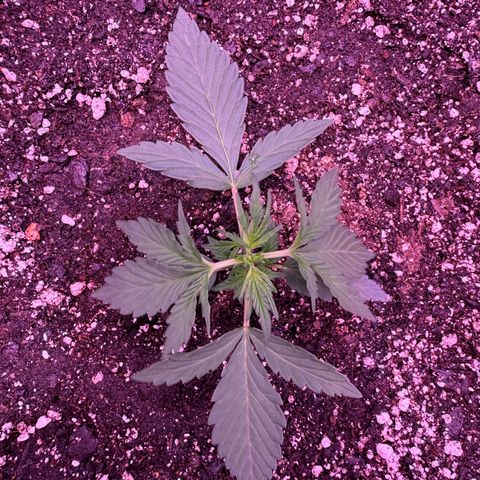 Yuzu ephoria growlog timeline photo
