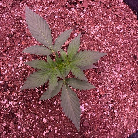 Yuzu ephoria growlog timeline photo