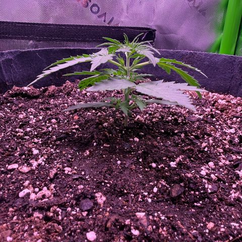 Yuzu ephoria growlog photo: Almost ready to top to the 2nd node
