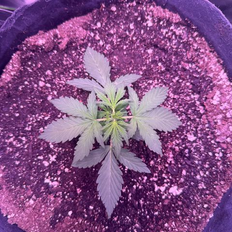 Yuzu ephoria growlog photo: Almost ready to top to the 2nd node