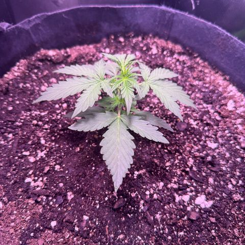 Yuzu ephoria growlog photo: Almost ready to top to the 2nd node