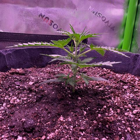 Yuzu ephoria growlog timeline photo