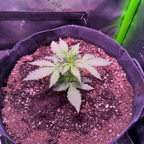 Yuzu ephoria growlog timeline photo