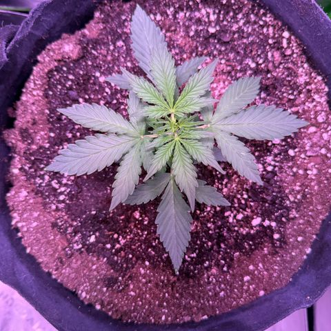 Yuzu ephoria growlog timeline photo