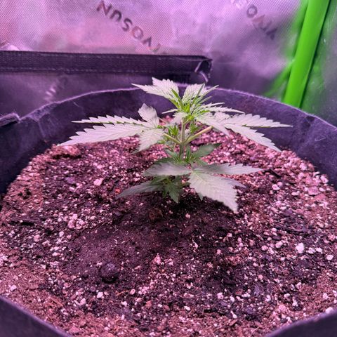 Yuzu ephoria growlog timeline photo