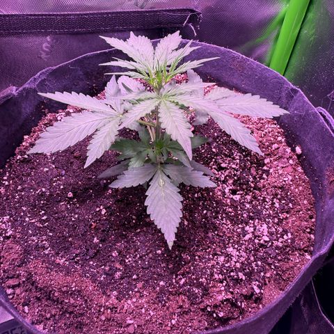 Yuzu ephoria growlog timeline photo