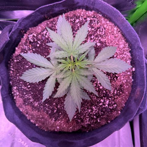 Yuzu ephoria growlog timeline photo