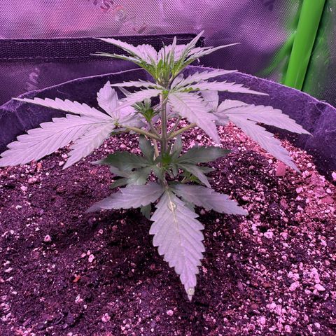 Yuzu ephoria growlog timeline photo