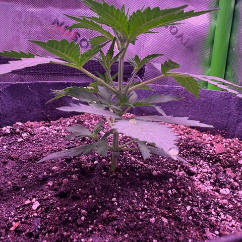 Yuzu ephoria growlog timeline photo