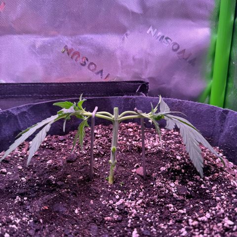 Yuzu ephoria growlog timeline photo