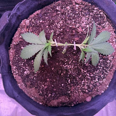Yuzu ephoria growlog timeline photo