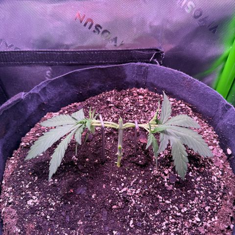 Yuzu ephoria growlog timeline photo