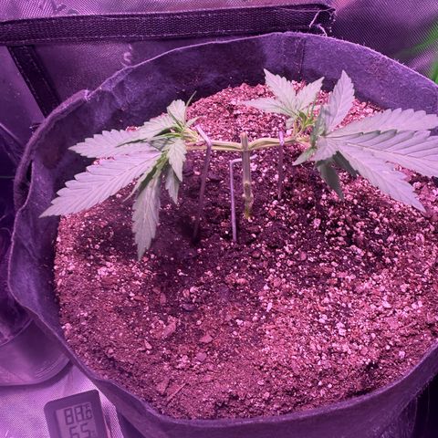 Yuzu ephoria growlog photo: 2nd day from topping.