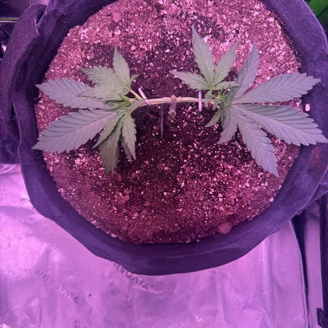 Yuzu ephoria growlog photo: 2nd day from topping.