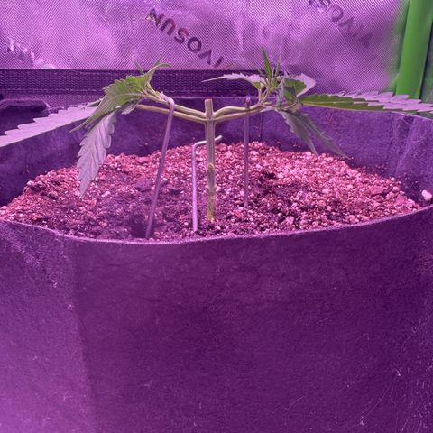 Yuzu ephoria growlog photo: 2nd day from topping.