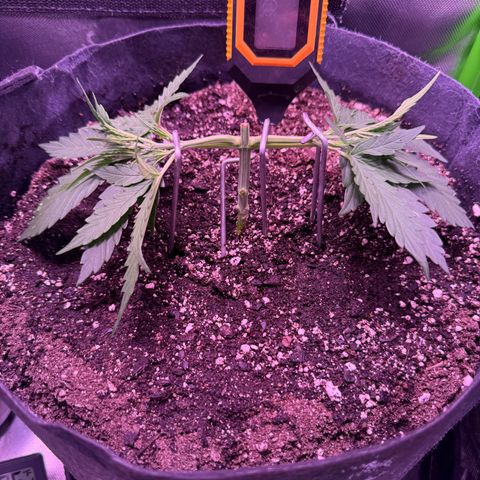 Yuzu ephoria growlog timeline photo