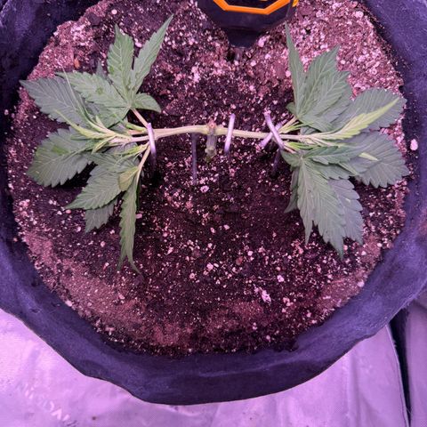 Yuzu ephoria growlog timeline photo