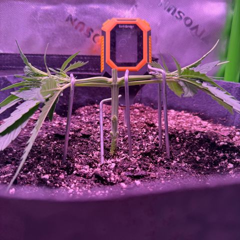 Yuzu ephoria growlog timeline photo