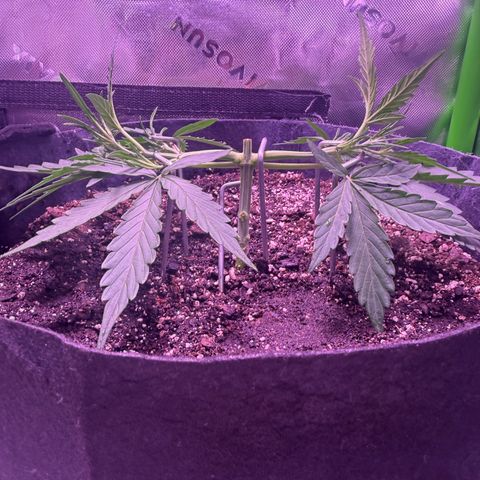 Yuzu ephoria growlog timeline photo