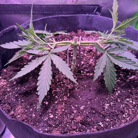 Yuzu ephoria growlog timeline photo