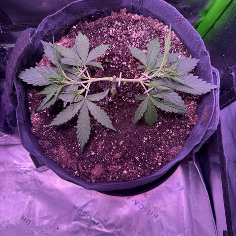 Yuzu ephoria growlog timeline photo