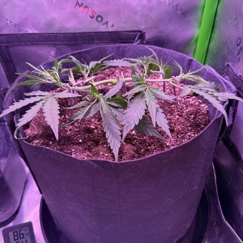 Yuzu ephoria growlog timeline photo