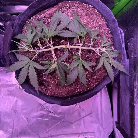 Yuzu ephoria growlog timeline photo