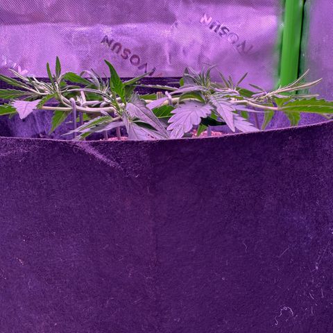 Yuzu ephoria growlog timeline photo
