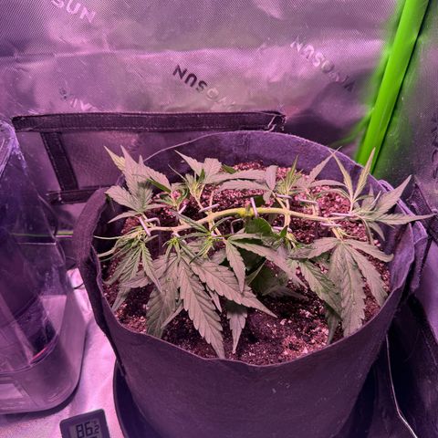 Yuzu ephoria growlog timeline photo
