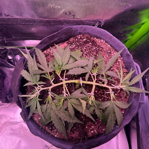 Yuzu ephoria growlog timeline photo