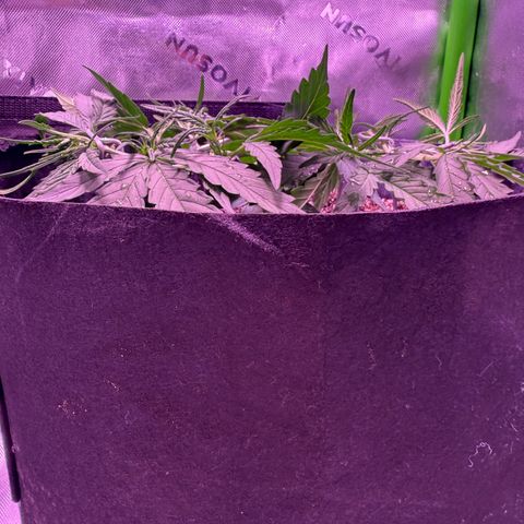 Yuzu ephoria growlog timeline photo