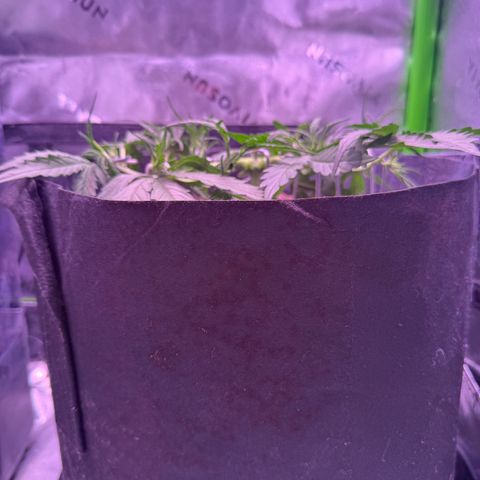 Yuzu ephoria growlog timeline photo
