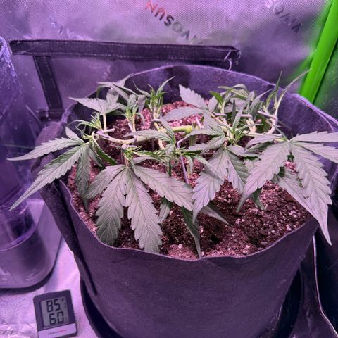 Yuzu ephoria growlog timeline photo