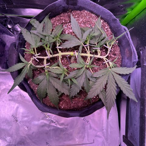 Yuzu ephoria growlog timeline photo