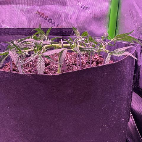 Yuzu ephoria growlog timeline photo